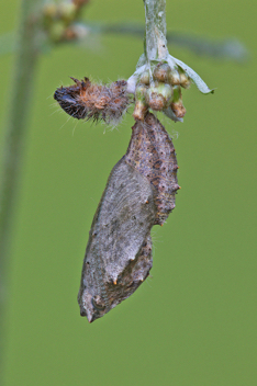 American Lady chrysalis